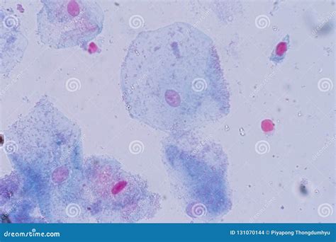 Human Epithelial Cells Light Microscope