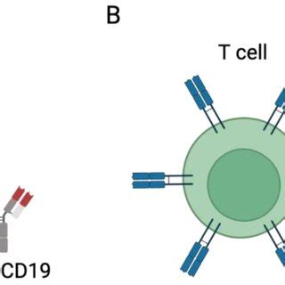 Blinatumomab Immunotherapy For The Treatment Of Cd Positive B Cell