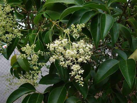 Privet Tree