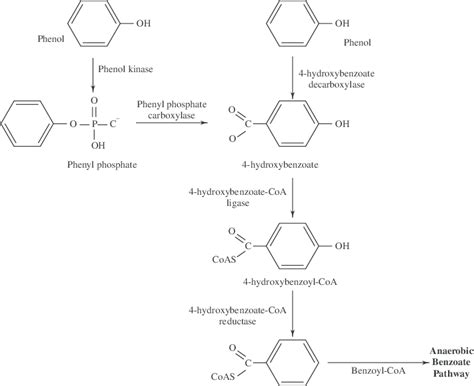 3 Postulated Pathway For Anaerobic Biodegradation Of Phenol By A