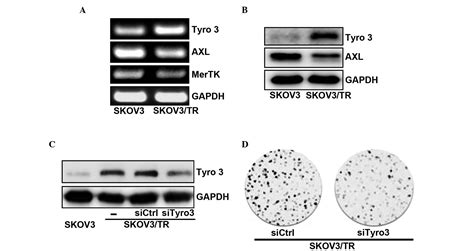 Overexpression Of Tyro3 Receptor Tyrosine Kinase Leads To The