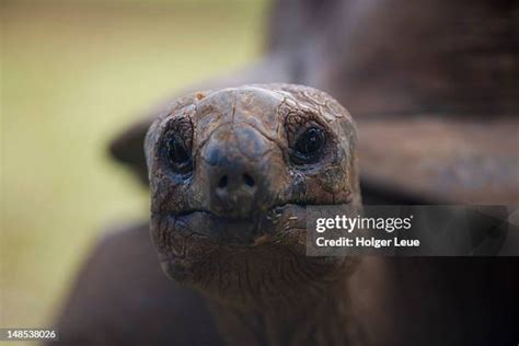 62 Speckled Tortoise Stock Photos High Res Pictures And Images