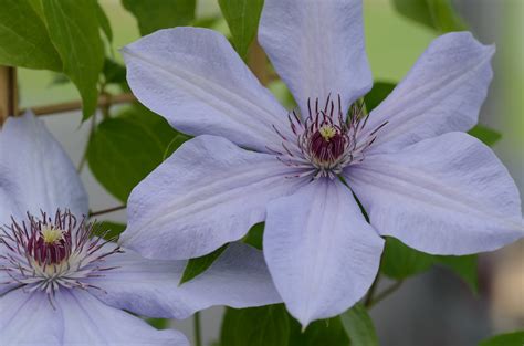 Bernadine ™ Raymond Evison Clematis