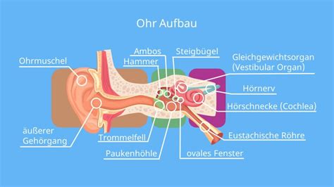 Reagieren Fraktur Maschine Das Ohr Aufbau Und Funktion Arbeitsblatt Der