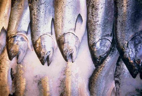 Top 6 Types Of Salmon