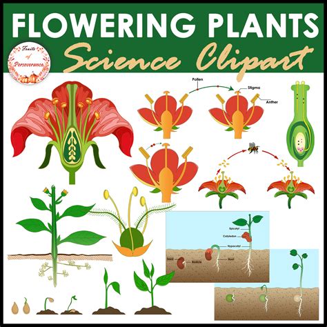 Life Cycle Of A Flowering Plant