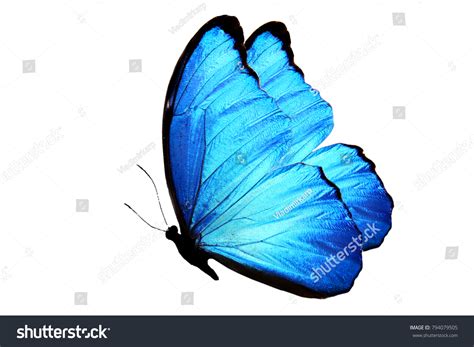 211,735 Blue Butterfly Wing Images, Stock Photos & Vectors | Shutterstock