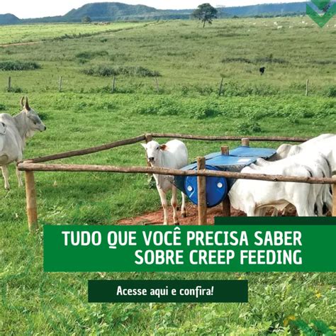 Creep Feeding Tudo Que Você Precisa Saber Tecbov