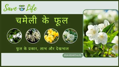 Jasmine Flower Meaning In Hindi | Best Flower Site