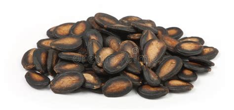 Watermelon seeds stock photo. Image of seeds, shell, shells - 7310222