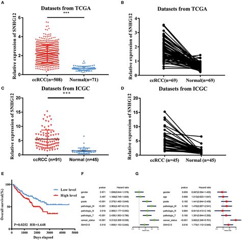 Frontiers Long Non Coding Rna Snhg Functions As A Competing