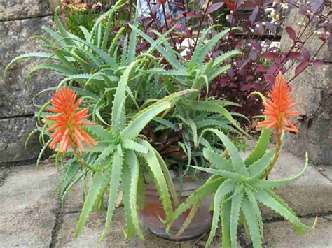 Aloe Arborescens Antorcha Aloe • 🙂 2024