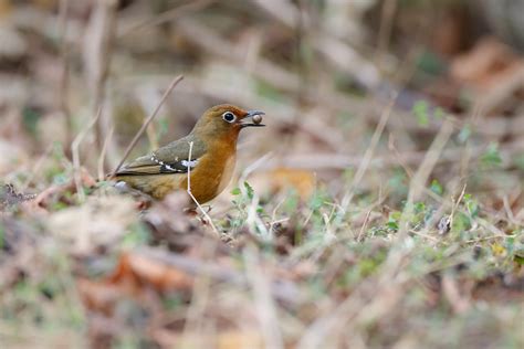 Abyssinian Ground Thrush Harenna Forest Ethiopia 2017 Flickr