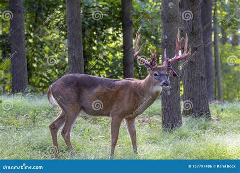 The Wite Tailed Deer With Antlers Velvet Stock Photo Image Of Farm