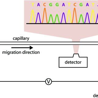 Schematic Representation Of Capillary Electrophoresis Ce The Four