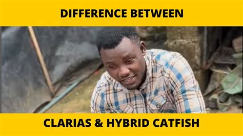 Difference Between Clarias Gariepinus Catfish Hybrid Catfish YouTube