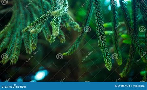 Araucaria Heterophylla Or Norfolk Pine Is A Hot Soil Evergreen Plant