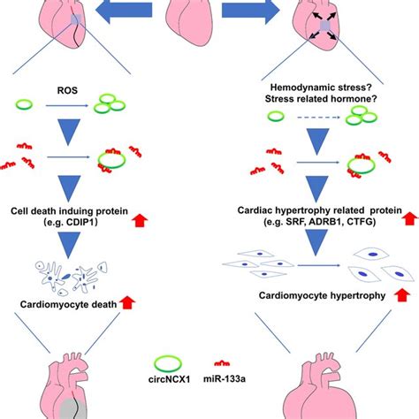 Circncx Regulates Ischemic Cardiac Injury And Cardiac Hypertrophy By