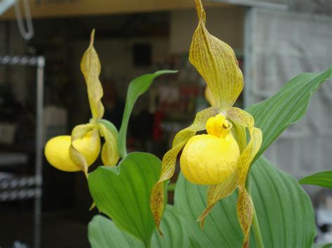 Cypripedium parviflorum Salisbury