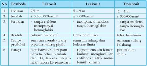 Pengertian Dan Fungsi Sel Darah Merah Eritrosit Sel Darah Putih