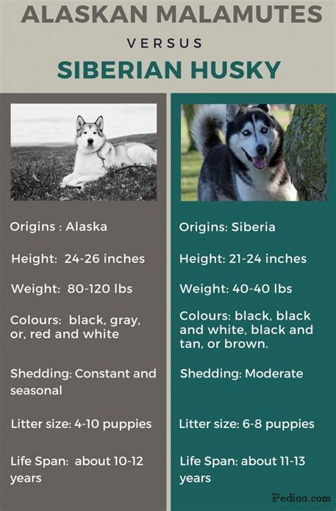 Difference Between Alaskan Malamute and Siberian Husky