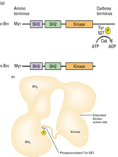 Basic Principles In Signal Transduction Flashcards Quizlet