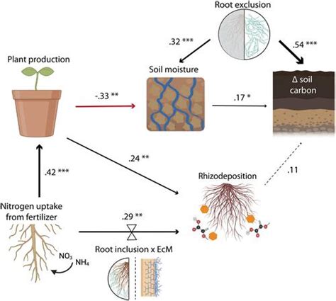 Mycorrhizal Associations Of Temperate Forest Seedlings Mediate