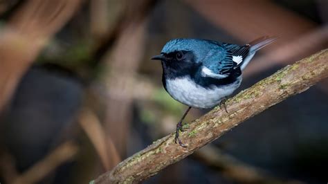 25 Species Of Warblers In Saskatchewan Id Song Season Guide Bird