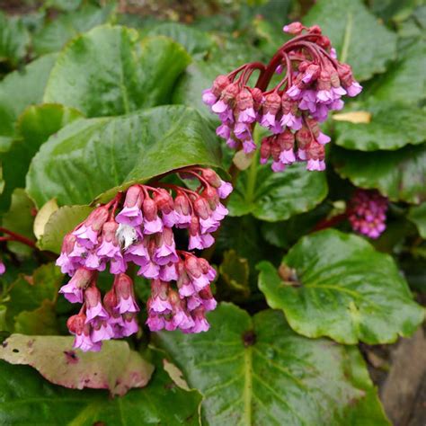 13 Best Perennials for Containers - Garden Lovers Club