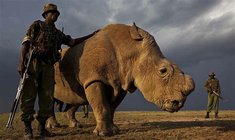 Worlds Last Male White Rhino Remains Under Armed Guard In Kenya As