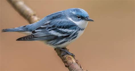 Cerulean Warbler Identification All About Birds Cornell Lab Of