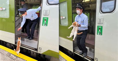 Gatto Sale Sul Treno E Lo Fa Ritardare Di Secondi Esplode Un Caso