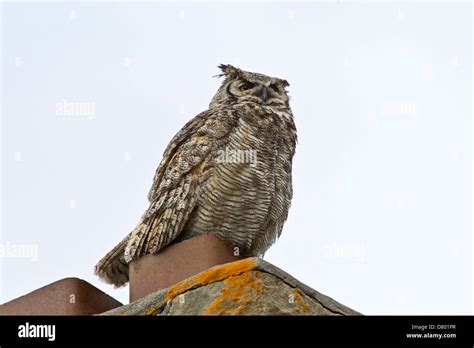 great horned owl Stock Photo - Alamy
