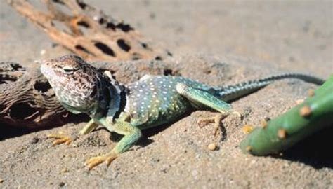 Oklahoma Lizard Identification Animals Momme