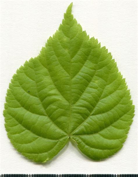 Tilia cordata | Plants of Central Ohio and the Midwest