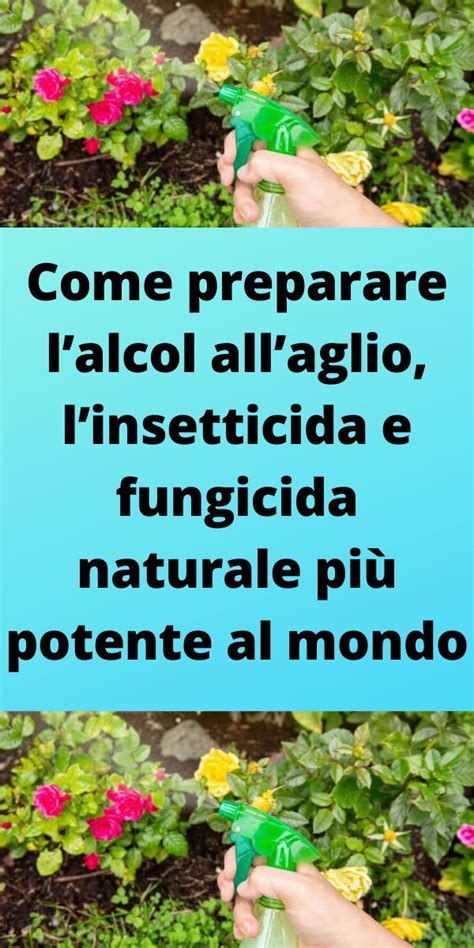 Come Preparare Lalcol Allaglio Linsetticida E Fungicida Naturale