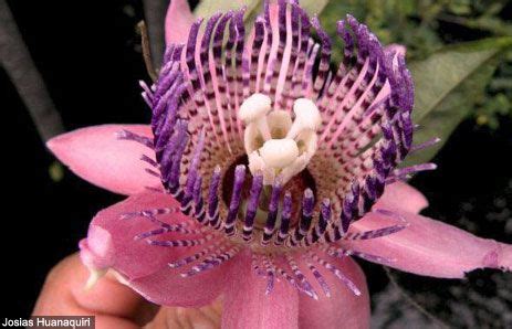 Passion Flower At The Tahuayo Lodge Iquitos Peru Dianthus Flowers