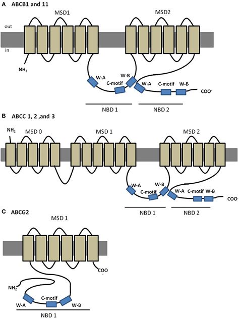 Frontiers Abc Transporters In Fish Species A Review Physiology