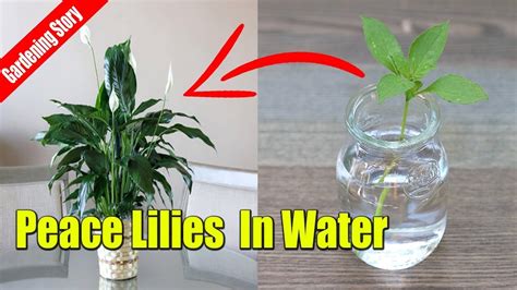 How To Grow Peace Lilies Cutting In Water Youtube