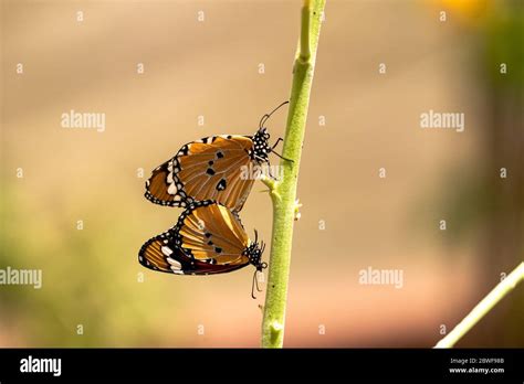 Two Plain Tiger Danaus Chrysippus AKA African Monarch Butterfly