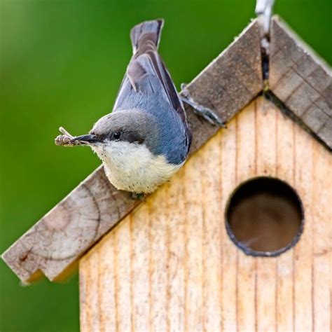 Bird Nesting - Birds and Blooms