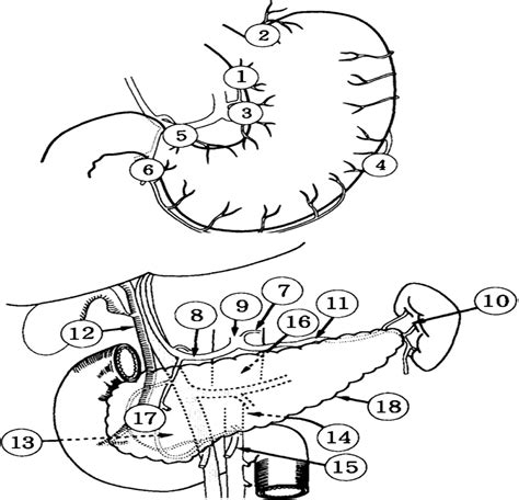 Pattern Of Lymph Node Metastasis Spread In Pancreatic Cancer Pancreas