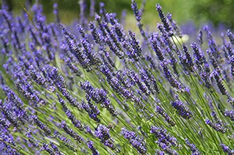 Short Perennials That Bloom All Summer