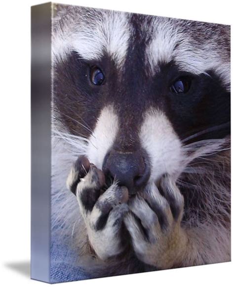 "Raccoon Hands" by Kim Novotny | Raccoon hands, Pet raccoon, Raccoon