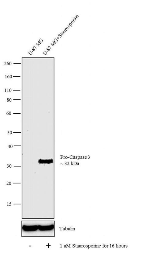 Pro Caspase Monoclonal Antibody A Invitrogen G