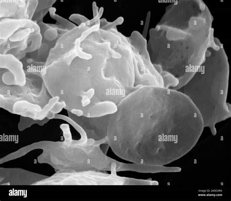 Activated And Non Activated Platelets With Channels Of The Open