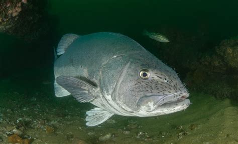 Giant Sea Bass Fact And Information Guide American Oceans