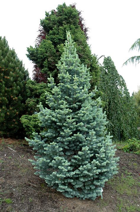 Compact Alpine Fir Abies Lasiocarpa Compacta In Inver Grove Heights