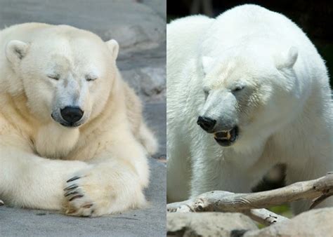 Que Cache L Ours Polaire Sur La Plage Frederic Eetu Kuparinen