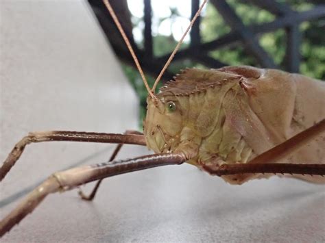 Giant Malaysian Katydid